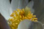 Closeup Closeup