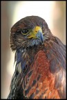Rapace Rapace