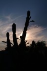Cactus Cactus