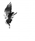 flight flight