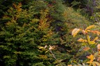 Autunno Autunno