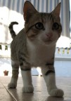 cucciolo cucciolo