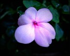 fiore fiore