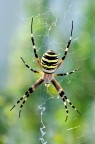 Argiope Aurantia