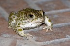 Bufo viridis � strettamente protetta dalla Convenzione di Berna che ne vieta la cattura, la detenzione, l'uccisione e il deterioramento o la distruzione dei siti riproduttivi; � annoverata fra le specie di interesse comunitario che necessitano di una rigorosa protezione ai sensi della Direttiva HABITAT 92/43 CEE
In parole povere un rospo smeraldino.
