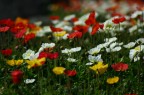 Flowers are blowin' up Flowers are blowin' up