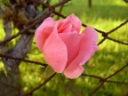 rosa rosa