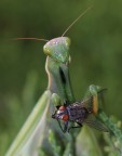 Mantide religiosa con preda
Pentax *ist D 
Obiettivo 100 Macro Vivitar f22 
Flash