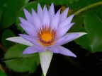 Fior_di_loto_egiziano Fior_di_loto_egiziano