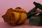 Gelosia