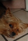 Furbetto...