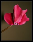 Fucsia Fucsia
