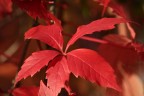 Autunno che bellezza Autunno che bellezza