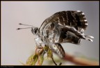Cacyreus marshalli Cacyreus marshalli