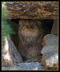 Felino o Gnomo? Felino o Gnomo?