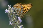 Farfalla su lavanda Farfalla su lavanda