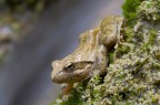 Rana dalmatina Rana dalmatina