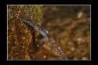 fontana fontana