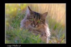 gatto curioso gatto curioso
