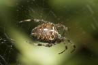 Aracnide Aracnide