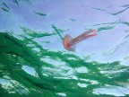 Pelagia noctiluca Pelagia noctiluca