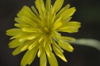 Fiori 1 Fiori 1
