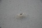 Maldives - Crab