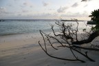 Maldives - Mangrovia