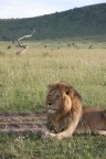 Kenia - Lion Kenia - Lion