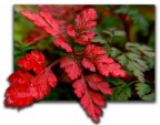 autunno autunno