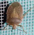 Prime macro - Cimice Prime macro - Cimice