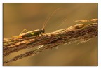 antenne spente antenne spente