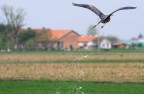 Airone ploff... se scappa scappa ;-) Airone ploff... se scappa scappa ;-)