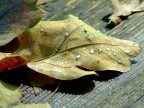 Arriva l'autunno! Arriva l'autunno!