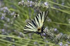 Podalirio (Iphiclides podalirius) spero Podalirio (Iphiclides podalirius) spero