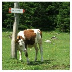 Una mucca alle prese con una grattatina... pidocchi?!? Chiss�...