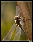Libellula a pranzo!
