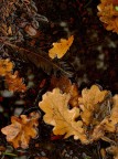 Composizione autunnale... Composizione autunnale...