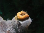 CARIOPHYLLA CARIOPHYLLA