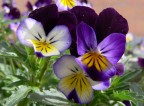 il coro di viole il coro di viole