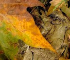 Autunno... Autunno...