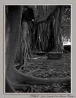 Ficus Magnolia Ficus Magnolia