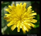 giallo intenso giallo intenso