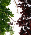 alberi italiani alberi italiani