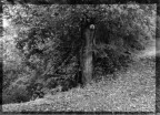 Boschetto b/n in camera oscura Boschetto b/n in camera oscura