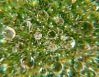 foglia di salvia con rugiada foglia di salvia con rugiada