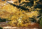 caldo autunno caldo autunno