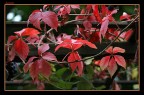 Autumn Autumn