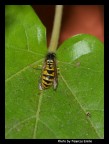 Curiosona Curiosona