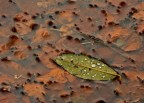 Si sta come d'autunno... Si sta come d'autunno...